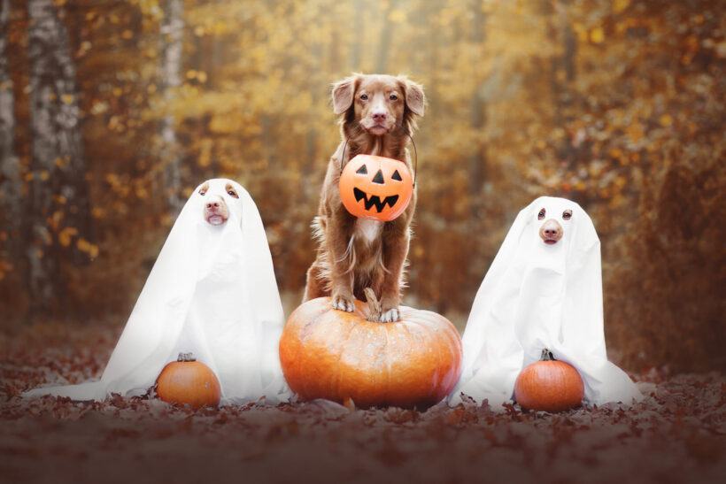 hình ảnh halloween dễ thương với động vật