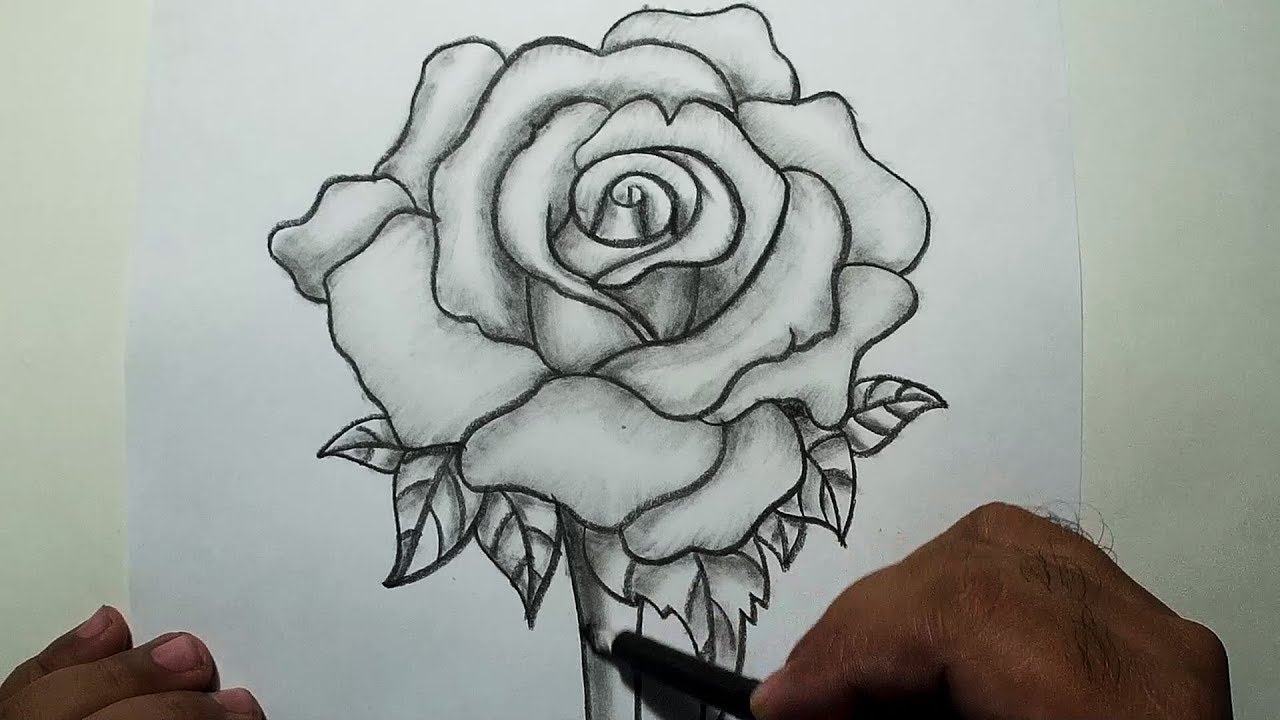 Hình ảnh hoa hồng đẹp vẽ bằng bút chì