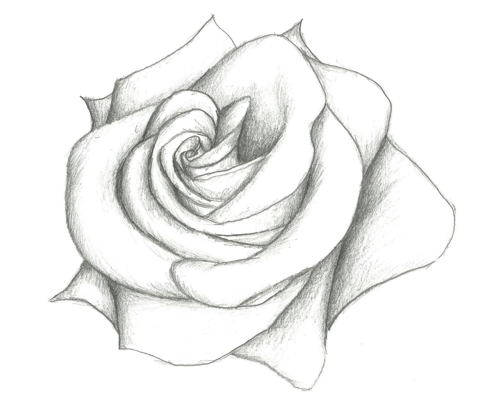 Hình ảnh đẹp vẽ hoa hồng bằng bút chì