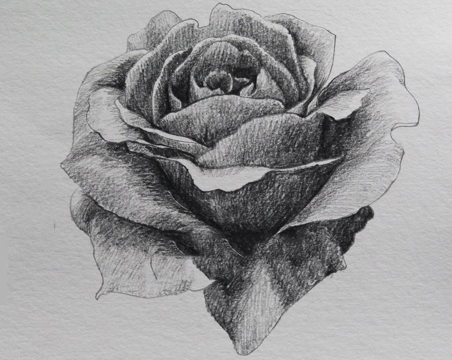 Tranh vẽ hoa hồng bằng bút chì ấn tượng nhất