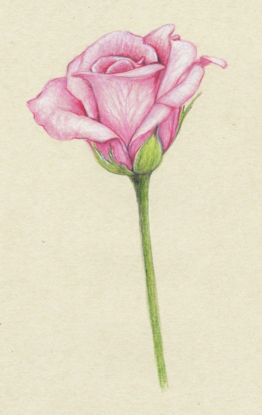 Tranh vẽ hoa hồng bằng bút chì đẹp nhất