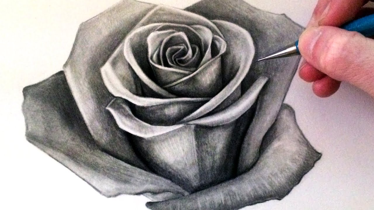 Vẽ hoa hồng bằng bút chì cực ấn tượng