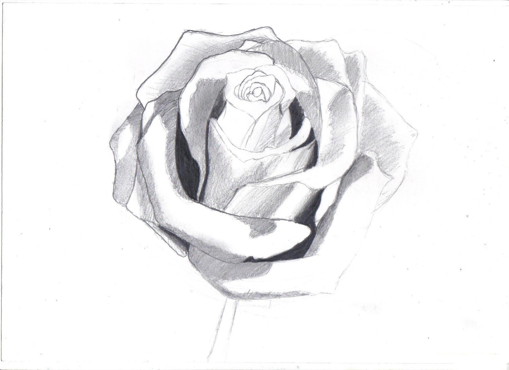 Vẽ hoa hồng bằng bút chì đẹp