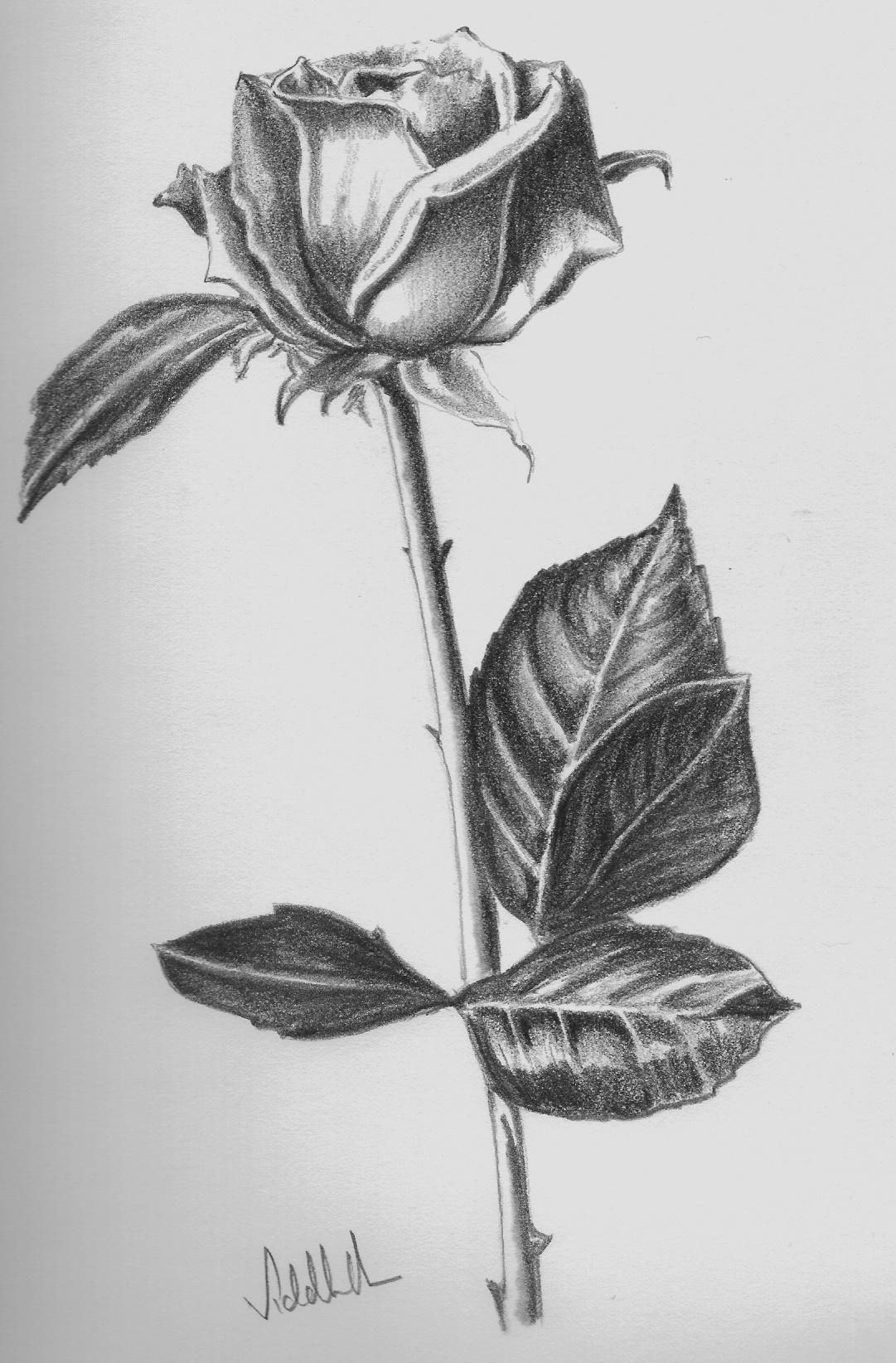 Những hình ảnh đẹp nhất về Tranh vẽ hoa hồng bằng bút chì