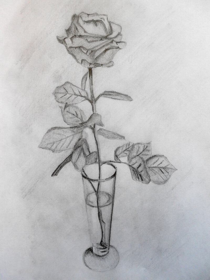 Vẽ hoa hồng bằng bút chì
