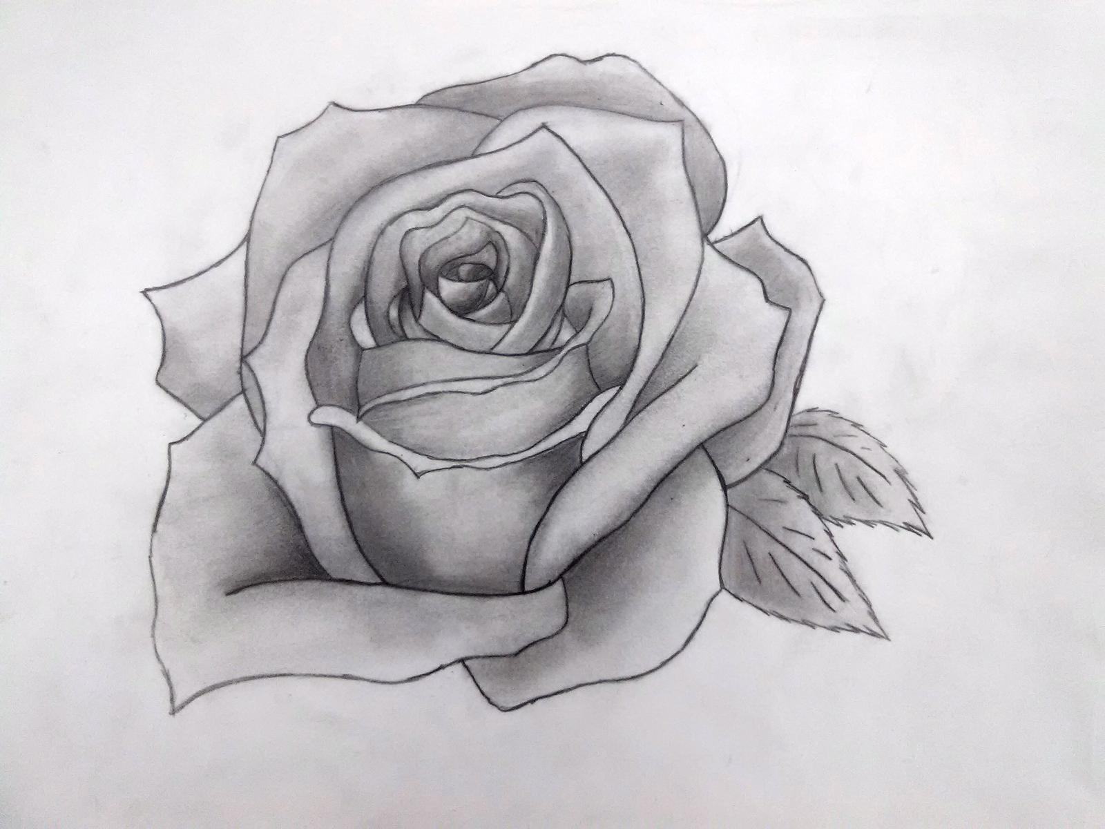 Tranh vẽ hoa hồng bằng bút chì đẹp nhất