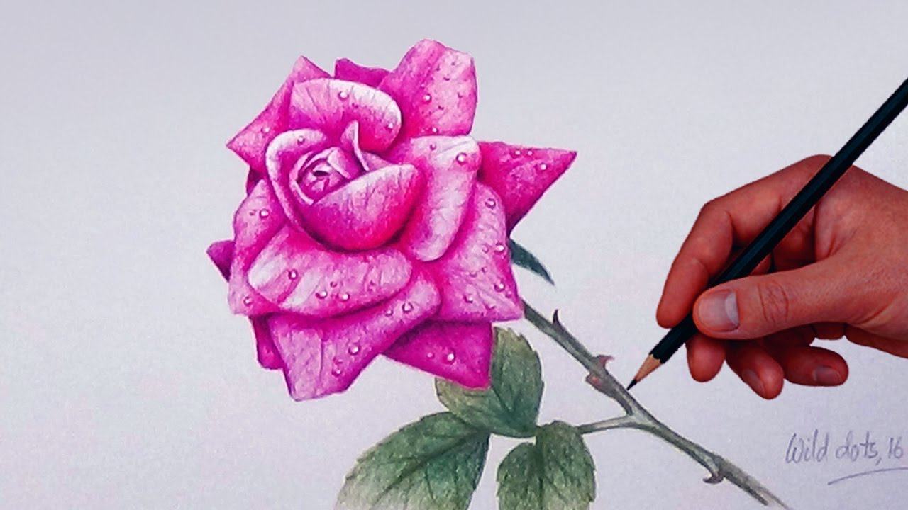 Tranh vẽ hoa hồng bằng sáp màu đẹp nhất