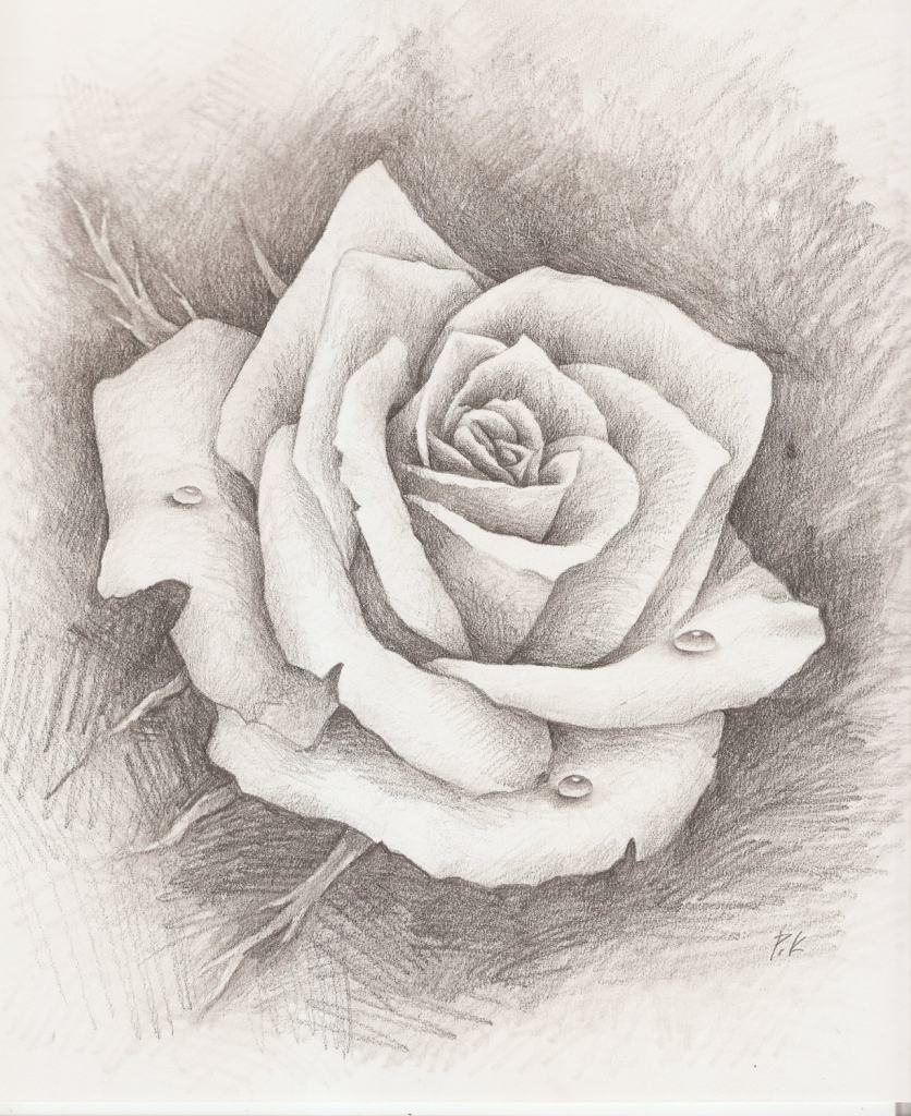 Vẽ hoa hồng bằng bút chì đẹp nhất