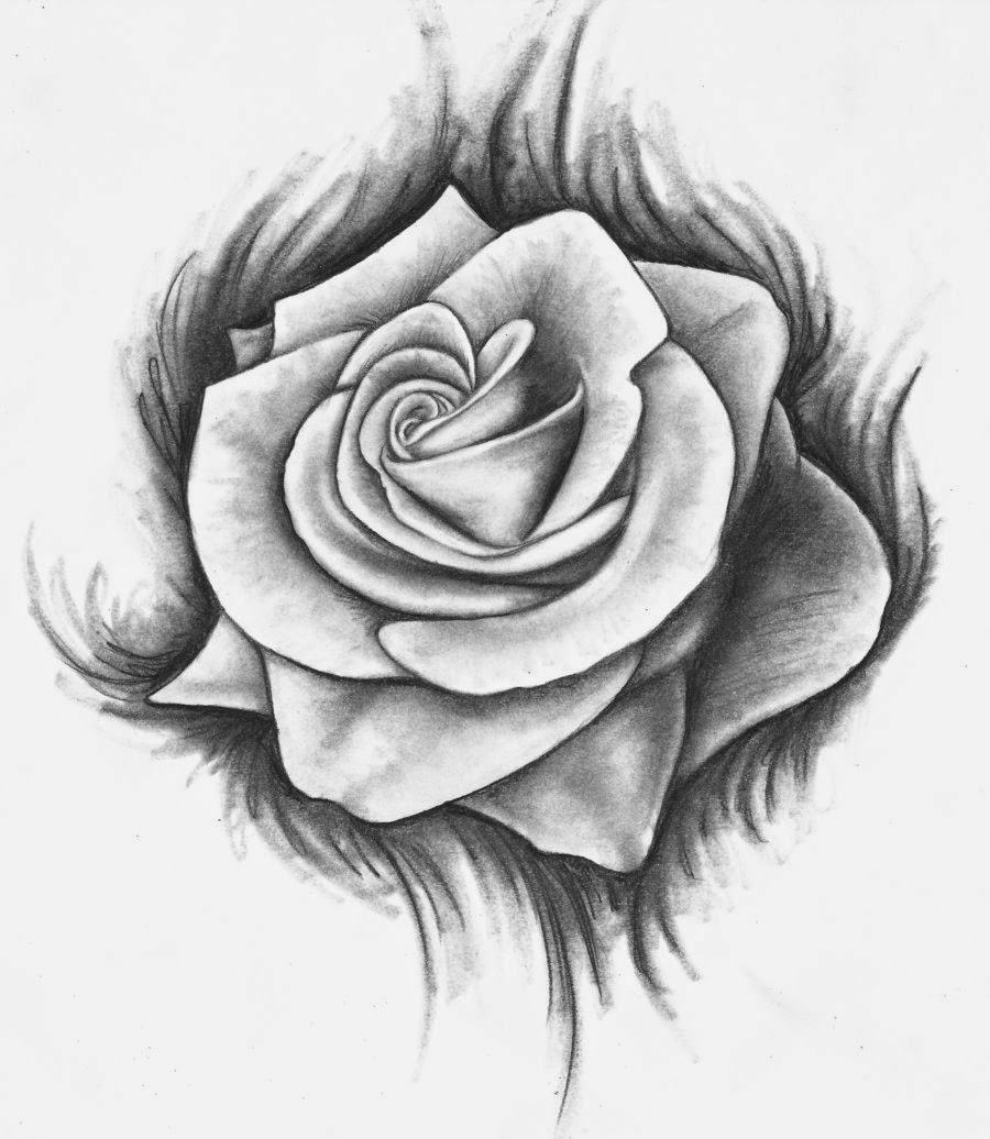 Vẽ hoa hồng nghệ thuật bằng bút chì hình ảnh đẹp nhất