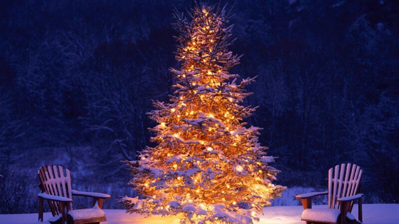 Hình nền cây thông Noel 4K đẹp nhất