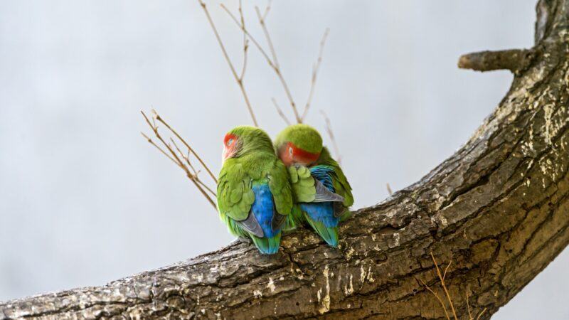 Hình nền zalo tình yêu của 2 chú chim xanh cực đẹp
