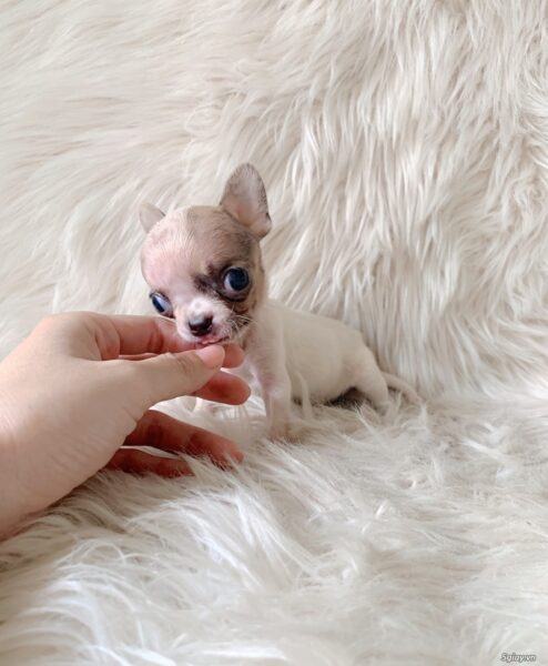 hình ảnh chó chihuahua mini siêu dễ thương