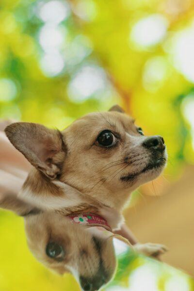 Hình ảnh chó chihuahua dễ thương