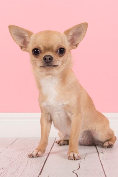 Hình ảnh chó chihuahua ngồi