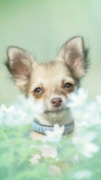 Chú chó Chihuahua ngồi giữa cánh đồng hoa