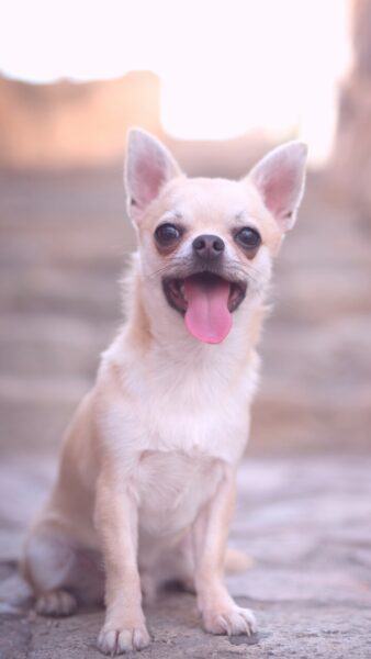 Hình ảnh chó chihuahua lè lưỡi