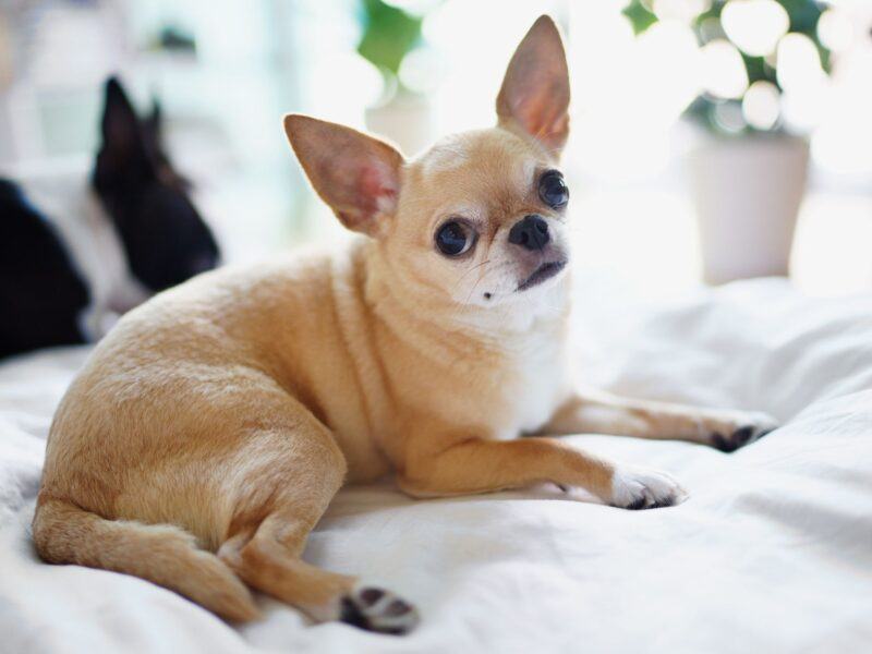 Hình ảnh chó chihuahua nằm