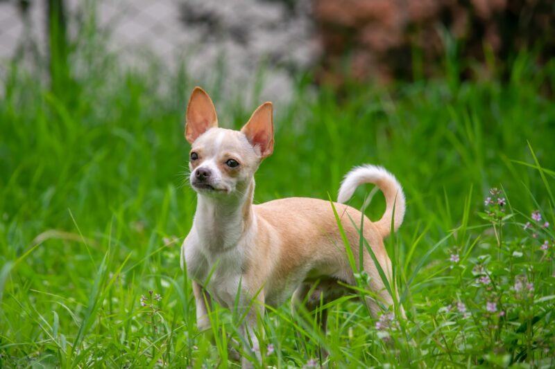 Hình ảnh chú chó chihuahua giữa đồng cỏ