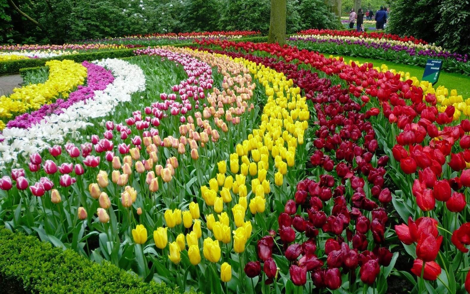 Vườn hoa tulip tuyệt đẹp