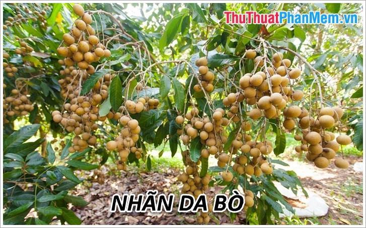 nhãn da bò