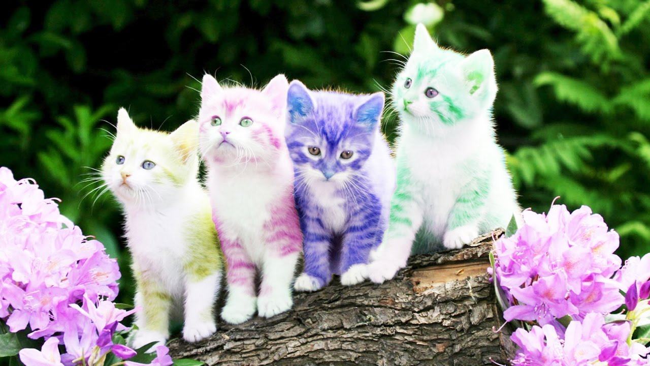 Hình ảnh con mèo - Những hình ảnh con mèo đẹp dễ thương nhất ...