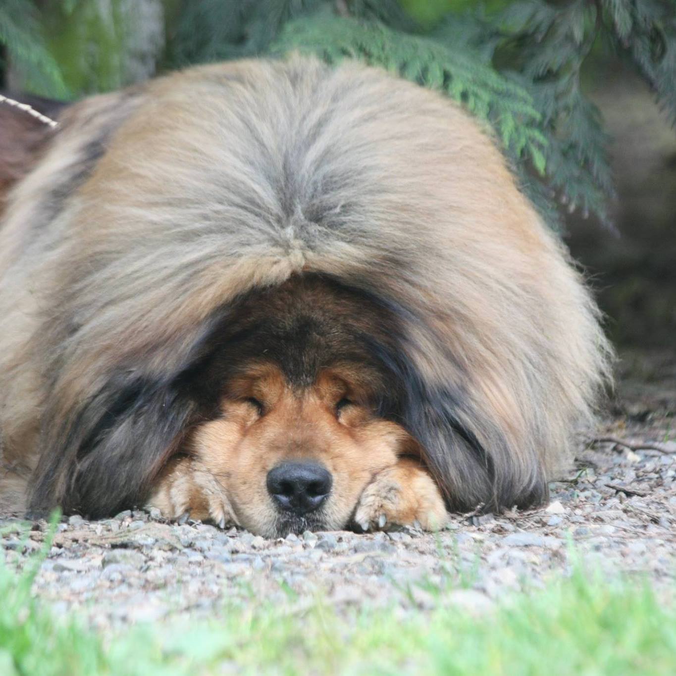 Ảnh mastiff Tây Tạng dễ thương