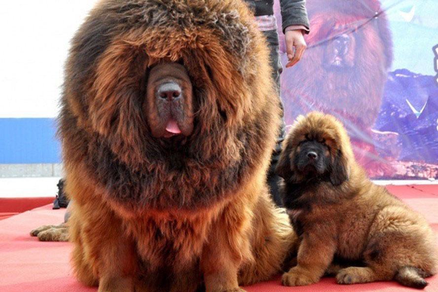 Ảnh mastiff Tây Tạng lớn và nhỏ