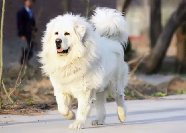 Hình ảnh Mastiff trắng Tây Tạng