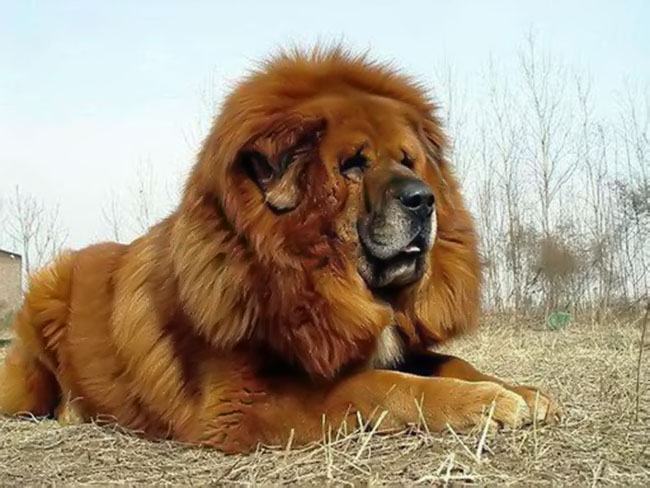 Hình ảnh Mastiff Tây Tạng
