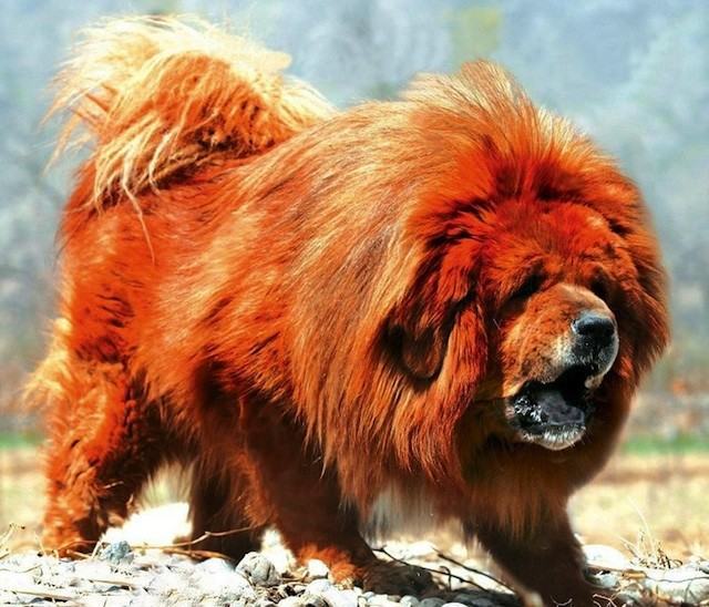 Ảnh chó Mastiff Tây Tạng lớn