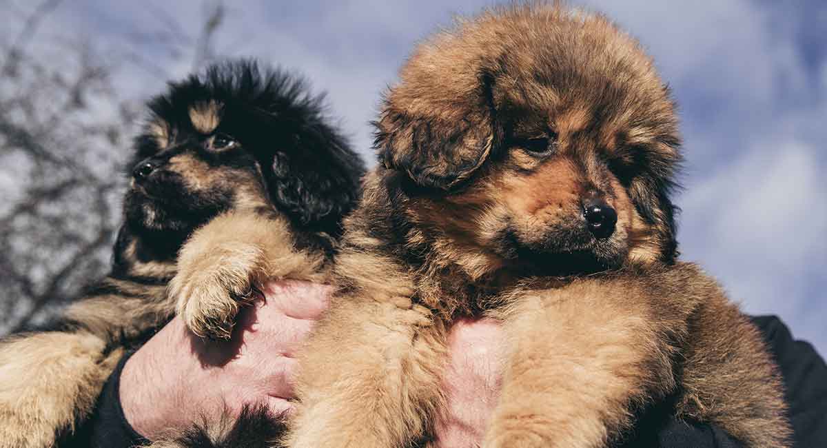 Hình ảnh chó ngao Tây Tạng dễ thương