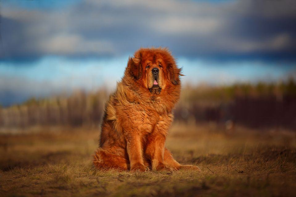Ảnh đẹp về Mastiff Tây Tạng