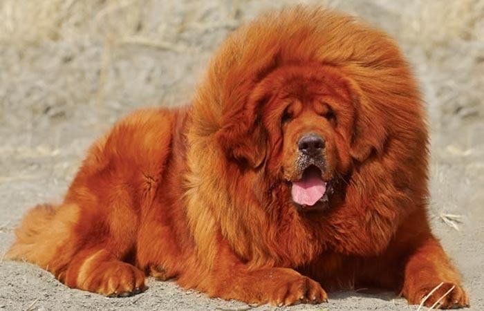 Hình ảnh chó ngao Tây Tạng màu nâu đỏ