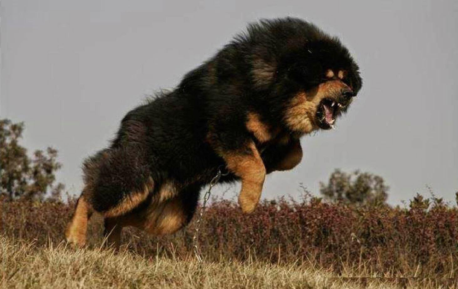 Mastiff Tây Tạng xinh đẹp