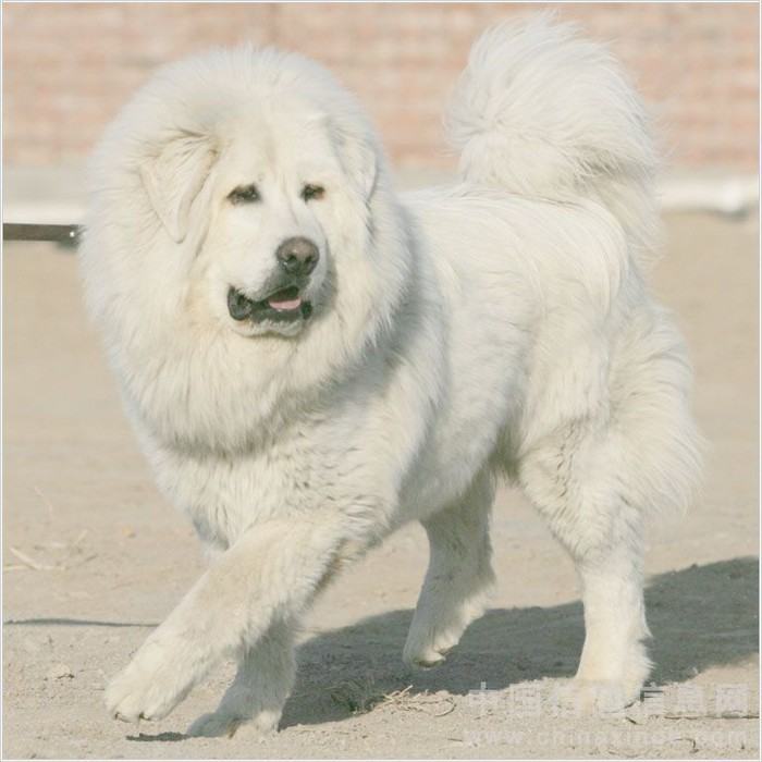 Hình ảnh chó ngao Tây Tạng trắng