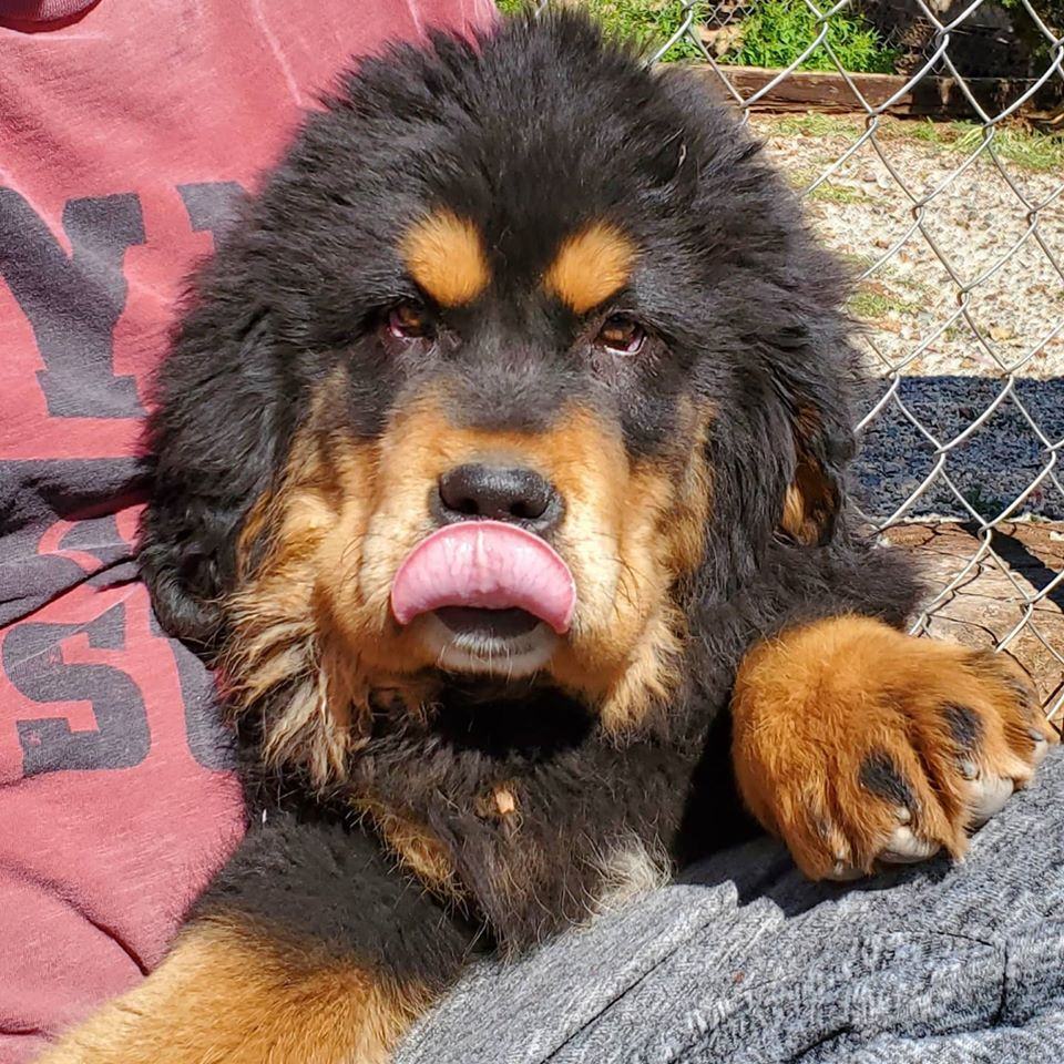 Hình ảnh Mastiff Tây Tạng