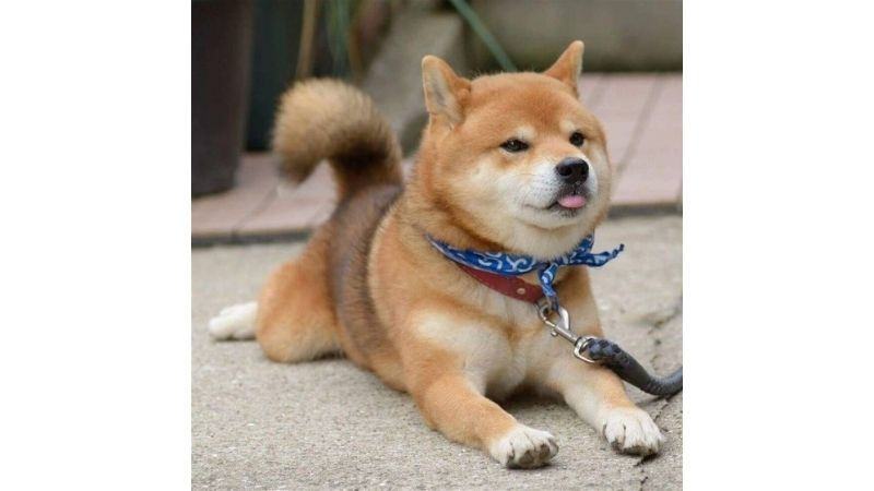 Shiba là một giống chó dễ thương của Nhật Bản