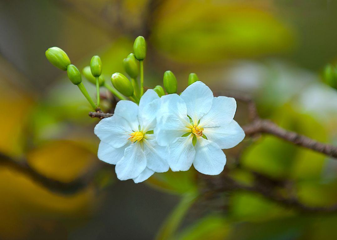Hoa mai trắng cạnh nhau