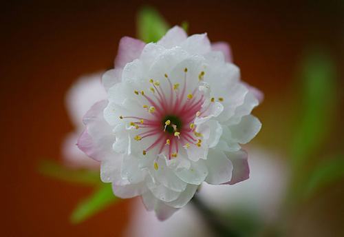 Hoa mai cánh trắng tim hồng xinh xắn