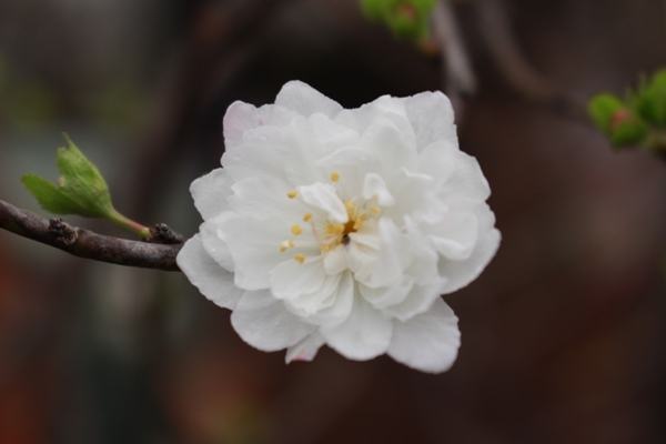Hoa mai trắng rất đẹp