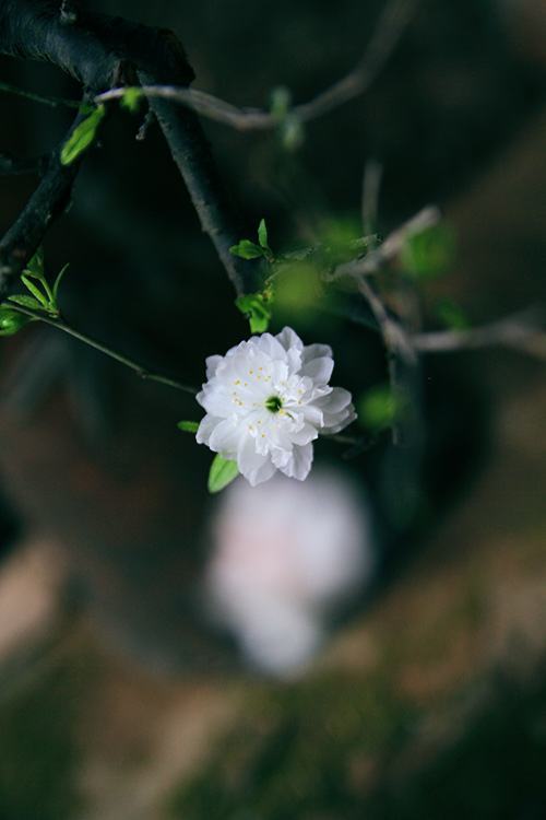 Hoa mai trắng rất đẹp