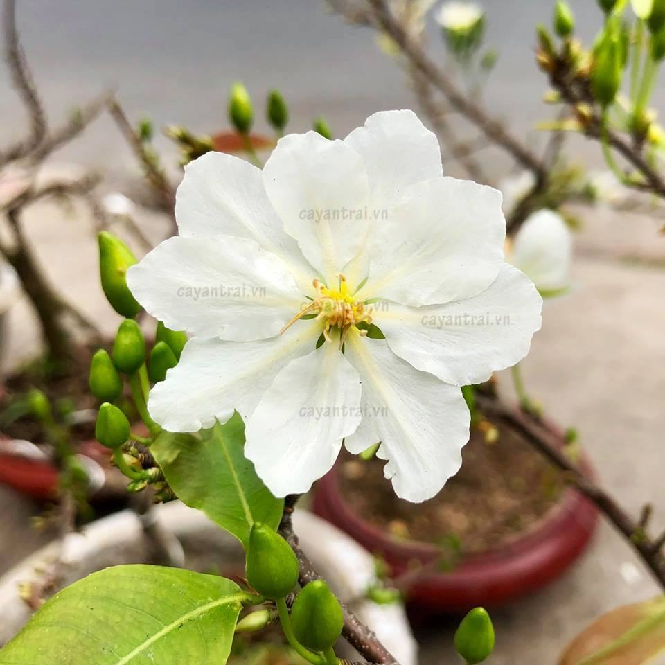 Hình ảnh hoa mai trắng đẹp