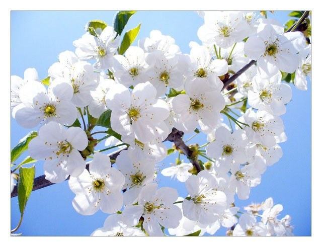 Hoa mai trắng nở vào mùa xuân