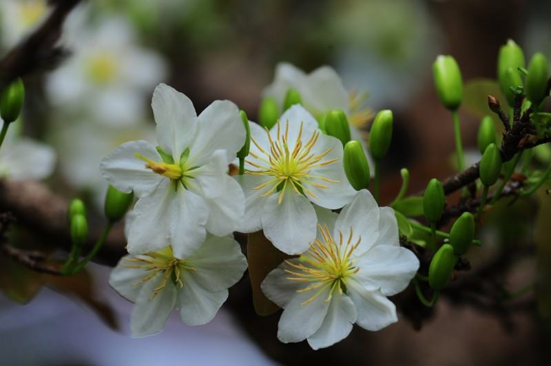Hoa mai trắng nhụy vàng