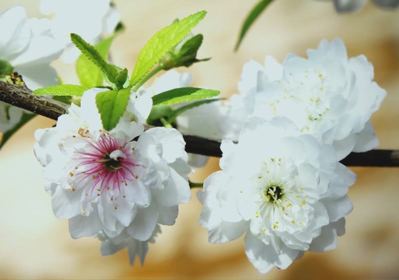 Hoa mai trắng nở đẹp ngày Tết