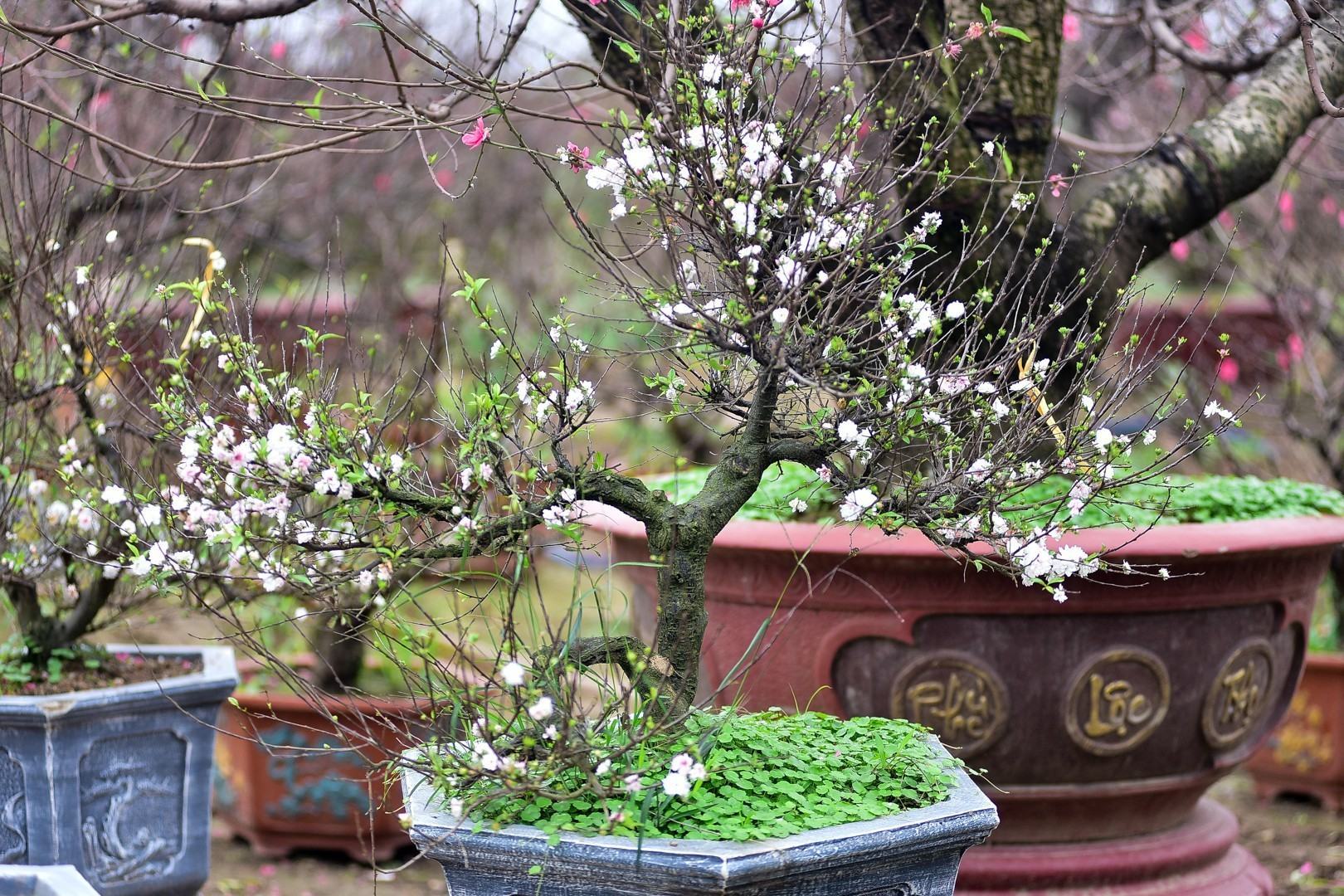 Hoa mai trắng trồng trong chậu bonsai đẹp