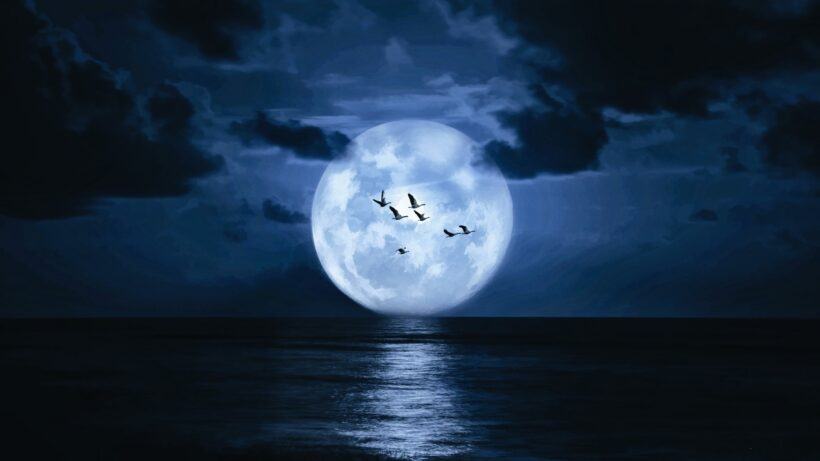 Hình ảnh mặt trăng trên biewenr và những chú chim đang bay