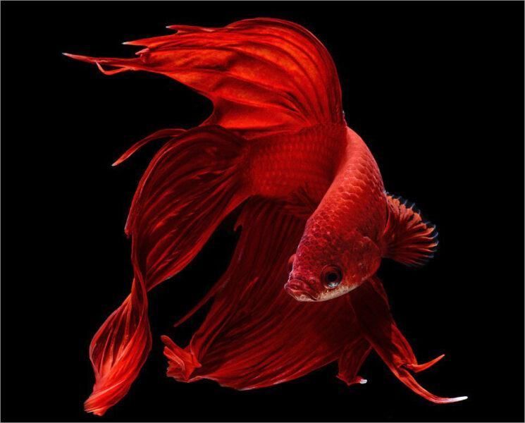 hình ảnh cá chọi đỏ đẹp
