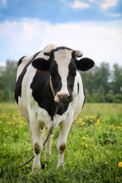 hình ảnh con bò sữa trên đồng cỏ