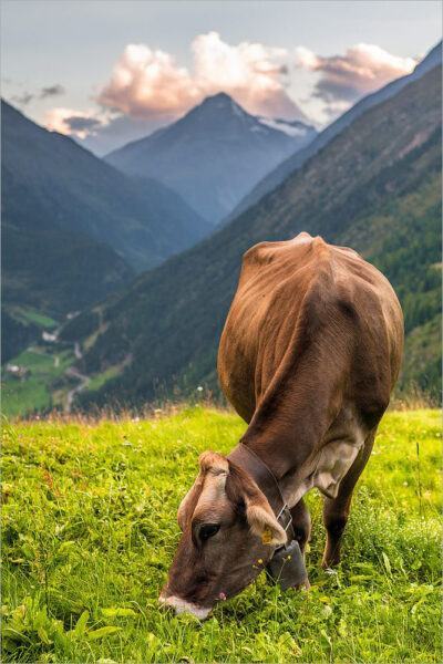 hình ảnh đàn bò đang ăn cỏ
